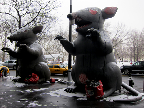 NYC Union Rat